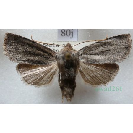 Conistra ligula (Esper, 1791) Porożnica Czech80j